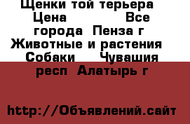 Щенки той терьера › Цена ­ 10 000 - Все города, Пенза г. Животные и растения » Собаки   . Чувашия респ.,Алатырь г.